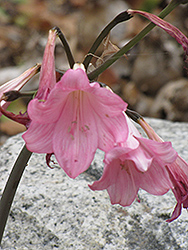 Red Moore's Crinum Lily (Crinum moorei var. rubra) at Lakeshore Garden Centres