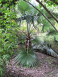 Rock Palm (Brahea dulcis) at A Very Successful Garden Center