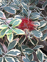 Variegated New Zealand Christmas Tree (Metrosideros excelsa 'Variegata') at A Very Successful Garden Center