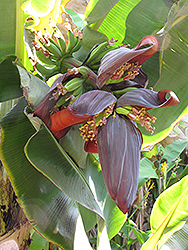 Sucrier Banana (Musa 'Sucrier') at A Very Successful Garden Center