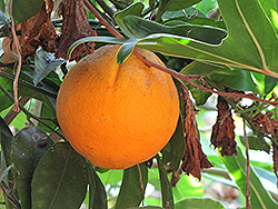 Cara Cara Navel Orange (Citrus sinensis 'Cara Cara') at A Very Successful Garden Center
