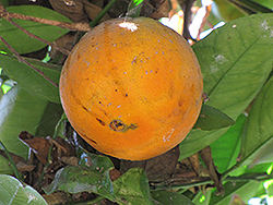 Fukumoto Navel Orange (Citrus sinensis 'Fukumoto') at Lakeshore Garden Centres