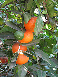Honey Tangerine (Citrus reticulata 'Honey') at Stonegate Gardens