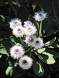 Globe Daisy (Globularia x indubia) at A Very Successful Garden Center
