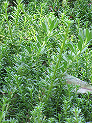 Seaspray Lemon-scented Myrtle (Darwinia citriodora 'Seaspray') at Lakeshore Garden Centres