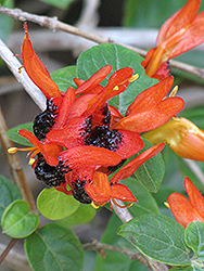 Ruttya (Ruttya fruticosa) at Stonegate Gardens