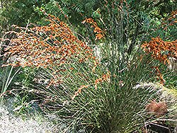 Thatching Reed (Thamnochortus insignis) at Lakeshore Garden Centres