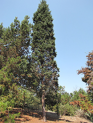 Guadalupe Cypress (Cupressus guadalupensis) at Stonegate Gardens