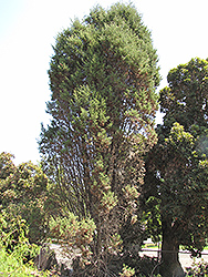 Cuyamaca Cypress (Cupressus stephensonii) at Stonegate Gardens