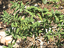 Skylark Black Sage (Salvia mellifera 'Skylark') at Stonegate Gardens