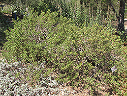 Terra Seca Sage (Salvia mellifera 'Terra Seca') at A Very Successful Garden Center