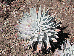 Giant Chalk Dudleya (Dudleya brittonii) at A Very Successful Garden Center
