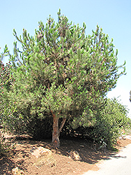 Bishop Pine (Pinus muricata) at A Very Successful Garden Center