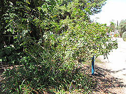 Shnilemoon Channel Islands Grape Holly (Mahonia pinnata ssp. insularis 'Shnilemoon') at A Very Successful Garden Center