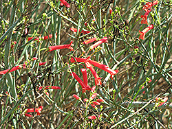 Cedros Island Snapdragon (Galvezia juncea) at Lakeshore Garden Centres