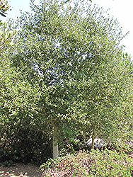Coast Live Oak (Quercus agrifolia) at A Very Successful Garden Center