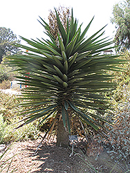 Faxon Yucca (tree form) (Yucca faxoniana (tree form)) at A Very Successful Garden Center