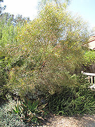 Moon Lagoon Dwarf Eucalyptus (Eucalyptus 'Moon Lagoon') at Stonegate Gardens