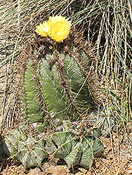 Monk's Hood Cactus (Astrophytum ornatum) at Lakeshore Garden Centres