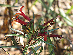 Mexican Cardinal Flower (Lobelia laxiflora) at A Very Successful Garden Center