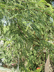 Thornless Chilean Mesquite (Prosopis chilensis 'Thornless') at A Very Successful Garden Center