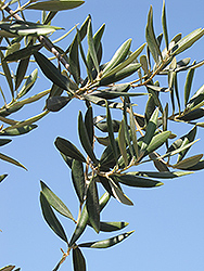 Swan Hill Olive (Olea europaea 'Swan Hill') at A Very Successful Garden Center