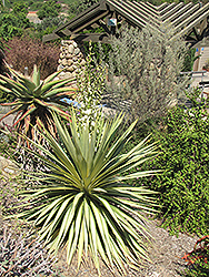 Variegated Spineless Yucca (Yucca elephantipes 'Variegata') at Lakeshore Garden Centres