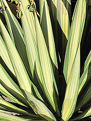 Variegated Spineless Yucca (Yucca elephantipes 'Variegata') at Stonegate Gardens