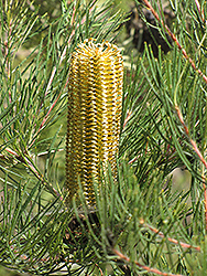 Cunningham's Banksia (Banksia spinulosa var. cunninghamii) at Lakeshore Garden Centres
