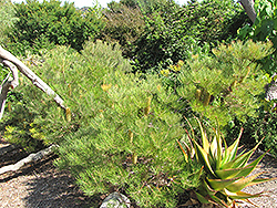 Cunningham's Banksia (Banksia spinulosa var. cunninghamii) at Lakeshore Garden Centres
