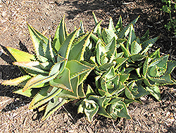 Jeweled Aloe (Aloe distans) at Lakeshore Garden Centres