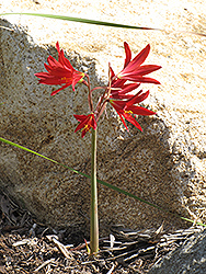 Oxblood Lily (Rhodophiala bifida) at A Very Successful Garden Center
