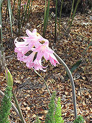 Belladonna Lily (Amaryllis belladonna) at A Very Successful Garden Center