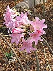 Belladonna Lily (Amaryllis belladonna) at A Very Successful Garden Center