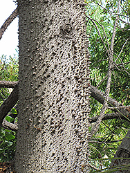 Silk Floss Tree (Ceiba speciosa) at A Very Successful Garden Center