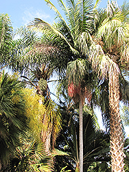 Christmas Palm (Veitchia merrillii) at A Very Successful Garden Center