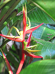 Lobster Claw (Heliconia schiedeana) at A Very Successful Garden Center