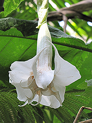 Double White Angel's Trumpet (Brugmansia x candida 'Double White') at Lakeshore Garden Centres