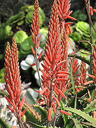 Aloe Vera (Aloe vera) at Stonegate Gardens