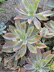 Fred Ives Graptoveria (Graptoveria 'Fred Ives') at A Very Successful Garden Center