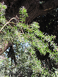 Totara (Podocarpus totara) at Stonegate Gardens