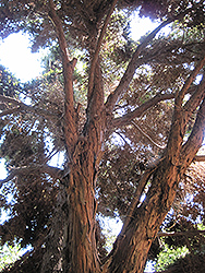 Totara (Podocarpus totara) at Lakeshore Garden Centres