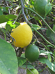 Improved Meyer Lemon (Citrus x meyeri 'Meyer Improved') at A Very Successful Garden Center