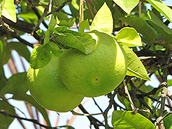 Oroblanco Grapefruit (Citrus x paradisi 'Oroblanco') at Stonegate Gardens