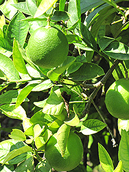 Bearss Lime (Citrus x latifolia 'Bearss') at A Very Successful Garden Center