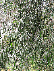 Australian Willow (Geijera parviflora) at Lakeshore Garden Centres