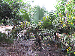 Bermuda Palmetto (Sabal bermudana) at A Very Successful Garden Center