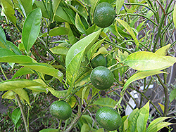Kinokuni Mandarin Orange (Citrus kinokuni) at Stonegate Gardens