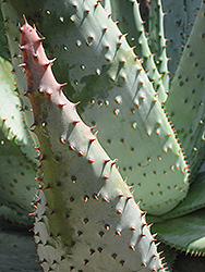 Mountain Aloe (Aloe marlothii) at A Very Successful Garden Center