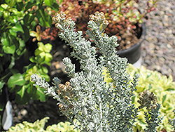 Silver Cape Ozothamnus (Ozothamnus leptophyllus 'Silver Cape') at A Very Successful Garden Center